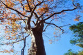 慈利县发现马灵光古树，树龄约1200年