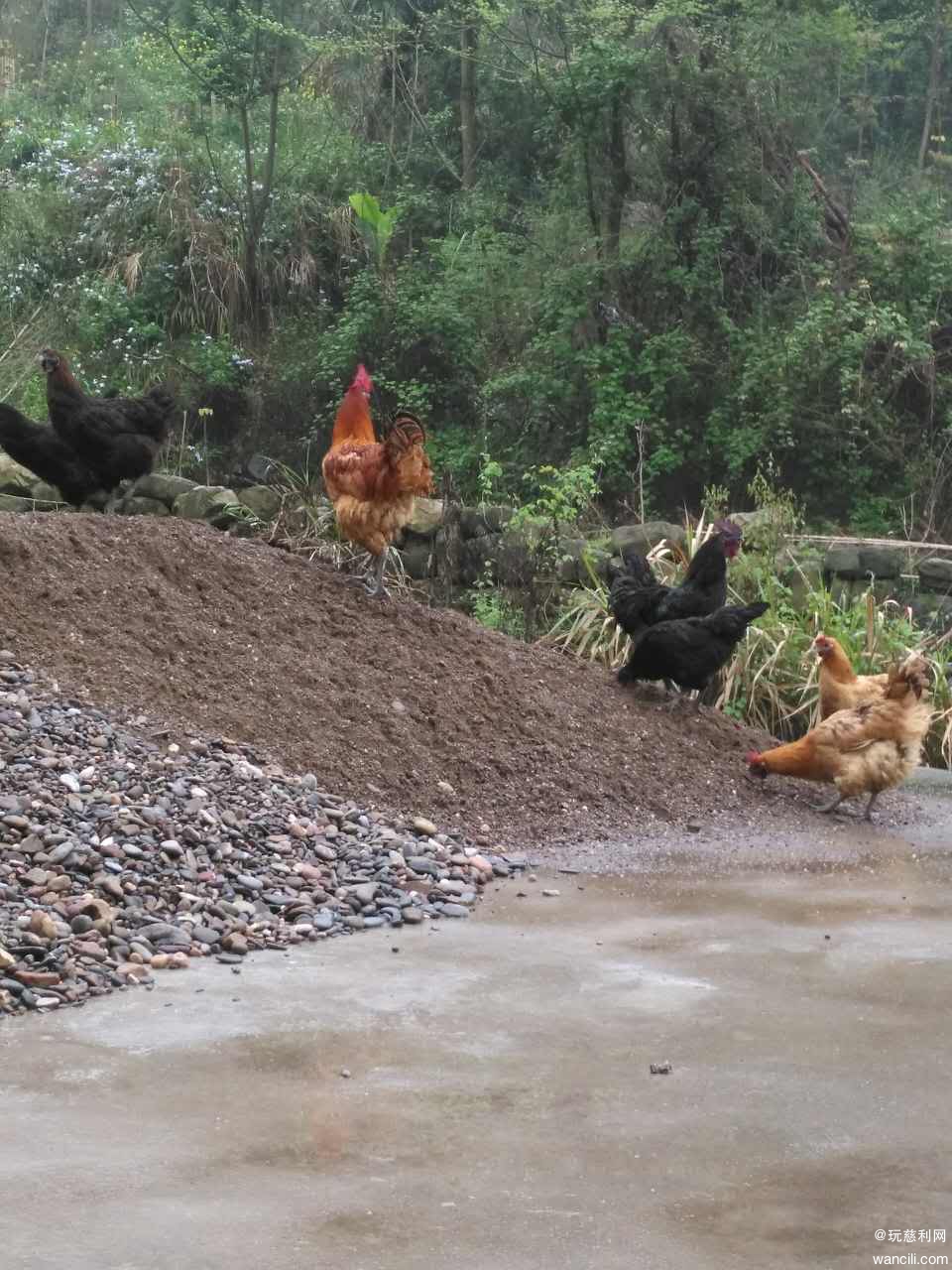 农庄正宗土鸡.jpg