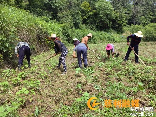 慈利县赵家岗乡银寨村：种植棉花300余亩，预计收益超10万元