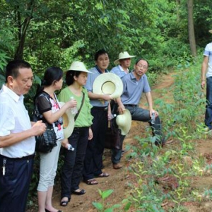 慈利县杜仲产业基地建设项目通过省级验收