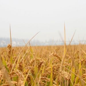 慈利县2013年粮食总产量近30万吨