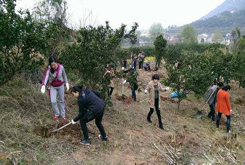 慈利县财政局百名职工笔架山植树五百棵