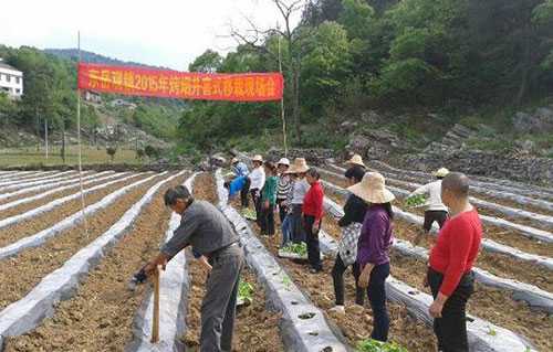 慈利县东岳观镇举行烤烟种植现场教学