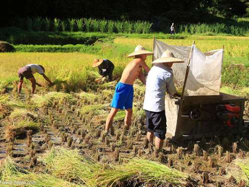 慈利县2017年粮食总产量近30万吨，同期增长1.79%