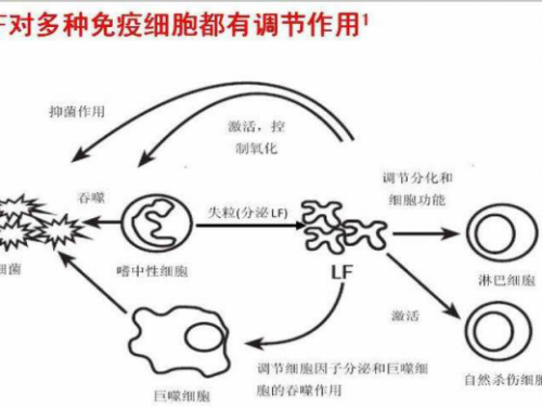 乳铁蛋白：消灭幽门螺旋杆菌，还能保护你的胃