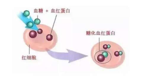 轻轻茶说：你为什么需要关注糖化血红蛋白?