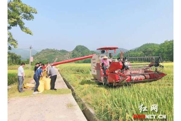 慈利县“超级杂交中稻”头季平均亩产达814.93公斤