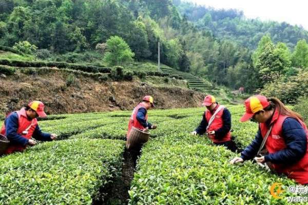 慈利县三合镇关岩村：高山好茶富乡亲