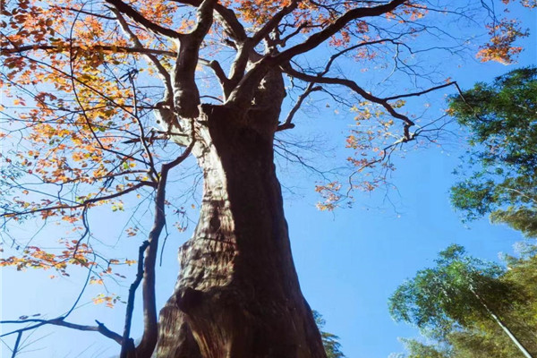 慈利县发现马灵光古树，树龄约1200年