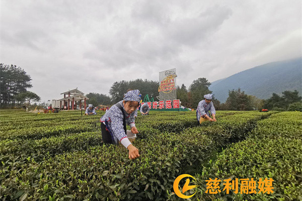 慈利县迎来2024年春茶开采季