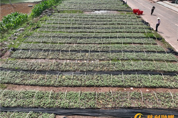 慈利县1.4万亩棉花进入直播关键期